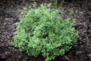 Trzmielina Fortune'a Emerald Gaiety Euonymus fortunei wiosna