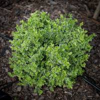Trzmielina Fortune'a Emerald Gaiety