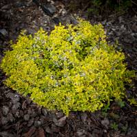 Trzmielina Fortune'a Emerald n Gold