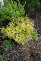 Turzyca Buchanana, Berberys Thunberga Green Carpet, Tawuła japońska Goldmound, Trzmielina Fortune'a Emerald Gaiety