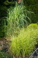 Turzyca palmowa Aureovariegata
