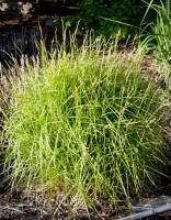 Turzyca palmowa Aureovariegata