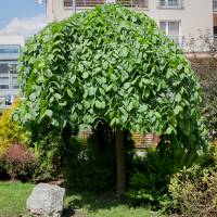 wiąz górski Camperdownii forma cięta w parasol