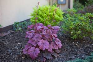 Żurawka 'Berry Smoothie', Berberys Thunberga 'Aurea', Azalia japońska 'Kermesina Alba'