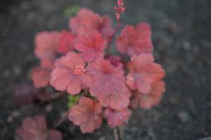 Żurawka 'Cherry Cola'