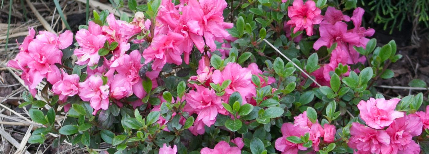 Azalia japoska 'BABUSCHKA 'Hachbabu''  Rhododendron  Cicie
